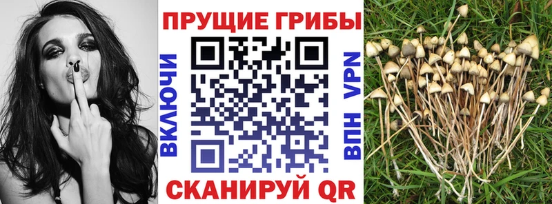Галлюциногенные грибы мухоморы  где купить наркотик  ОМГ ОМГ   Данилов 